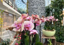 Fruehling In Der Goethe Galerie  Februar 2026 03